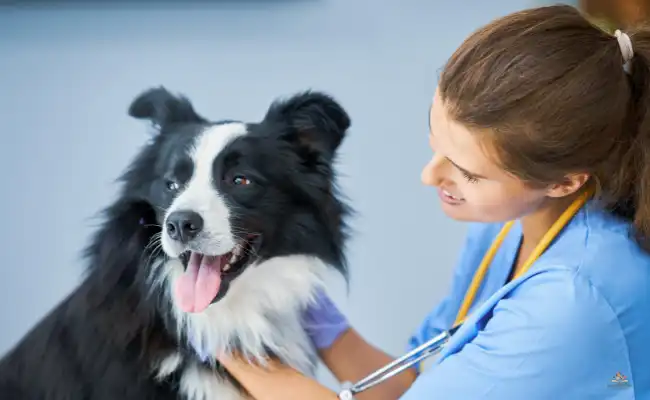Keep Your Dog Healthy with Regular Vet Visits