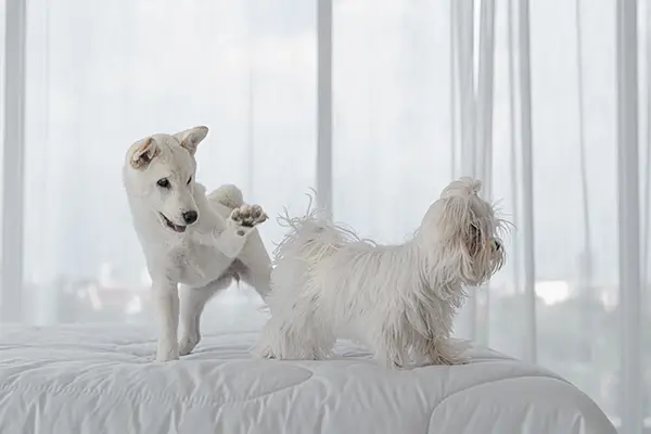 Pay Close Attention to Your Dog
