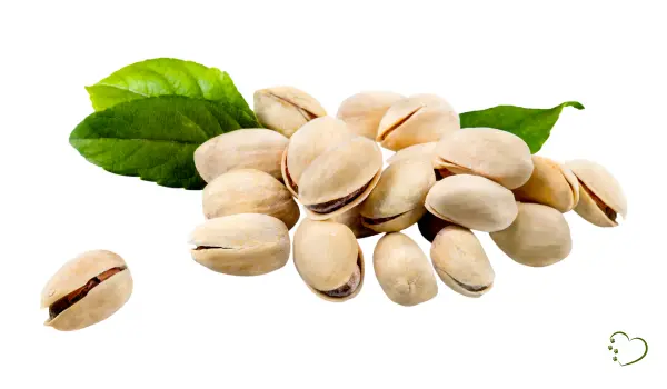 Can Dogs Eat Pistachio Nut