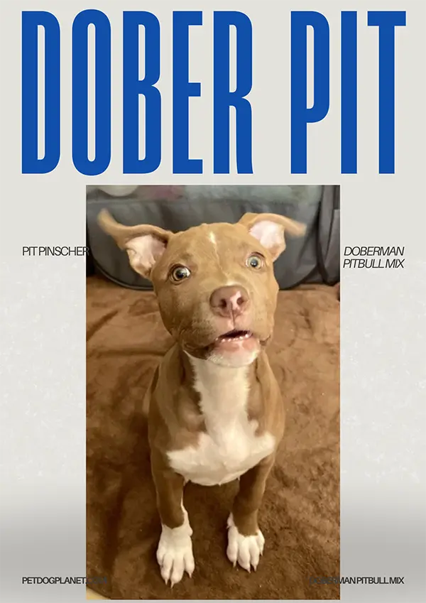 Doberman Pitbull Mix or Dober pit