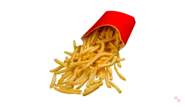 Can Dogs Eat French Fries? What Every Pet Owner Should Know