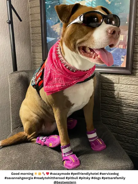Husky mix with Pitbull