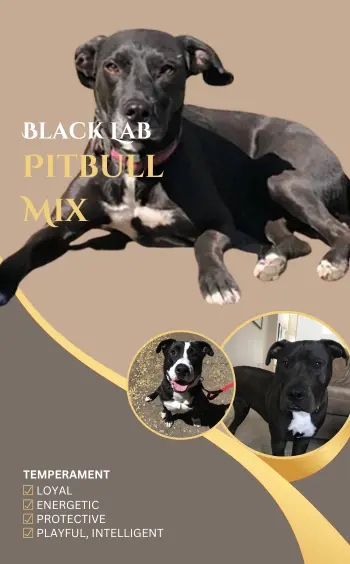 What is a Black Lab Pitbull Mix?