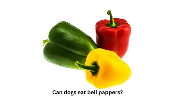 Can Dogs Eat Bell Peppers?
