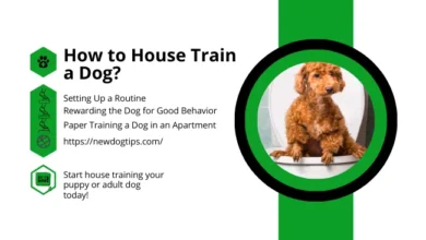 How to House Train a Dog