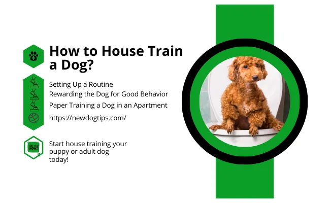 How to House Train a Dog