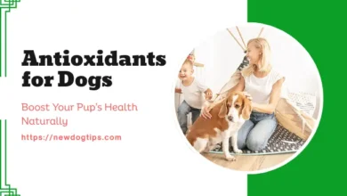 Antioxidants for Dogs