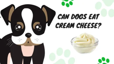 Can Dogs Eat Cream Cheese?
