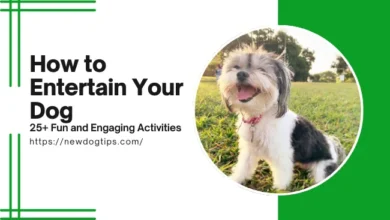 How to Entertain Your Dog