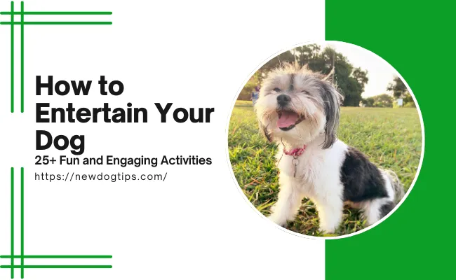 How to Entertain Your Dog