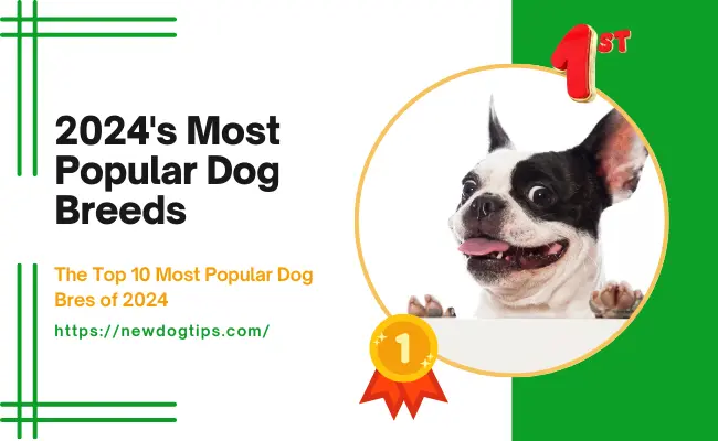 Most Popular Dog Breeds of 2024