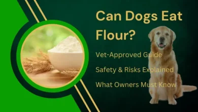 can dogs eat flour