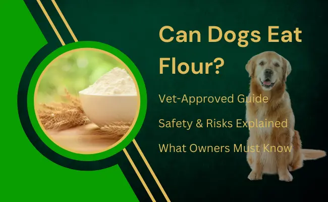 can dogs eat flour