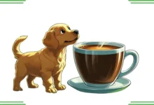 Can Dogs Drink Coffee