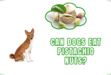 Can Dogs Eat Pistachio Nuts?