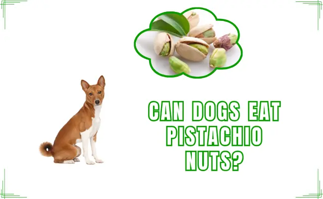 Can Dogs Eat Pistachio Nuts?