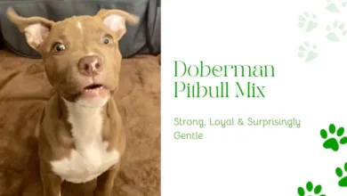 Doberman Pitbull Mix: Strong, Loyal & Surprisingly Gentle