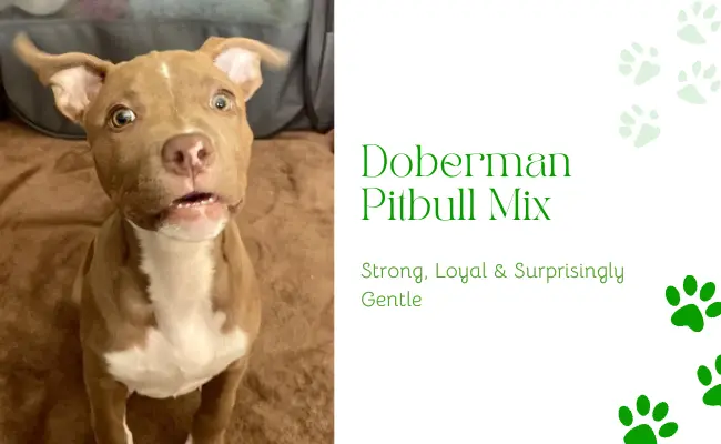 Doberman Pitbull Mix: Strong, Loyal & Surprisingly Gentle
