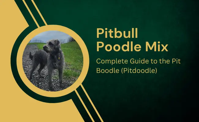 Pitbull Poodle Mix