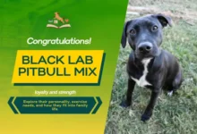 Black Lab Mix with Pitbull