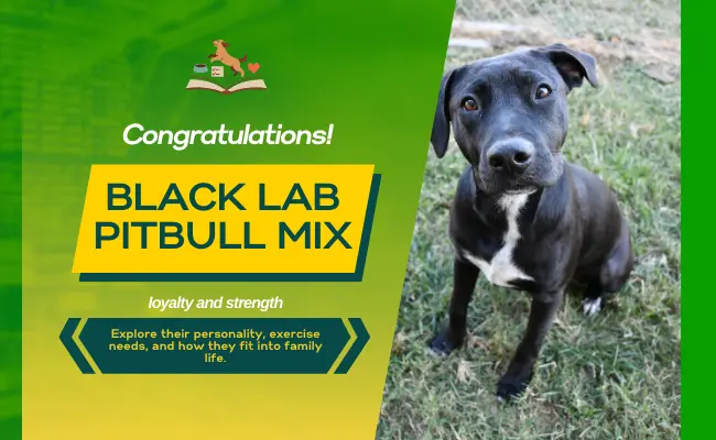 Black Lab Mix with Pitbull