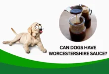 Can Dogs Have Worcestershire Sauce