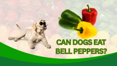 can dogs eat bell pappers