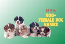 female dog names