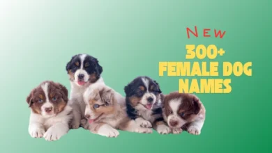 female dog names