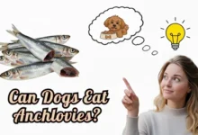 Can Dogs Eat Anchovies