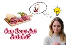 can dogs eat Salami?