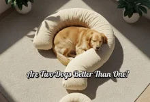 Are Two Dogs Really Better Than One?