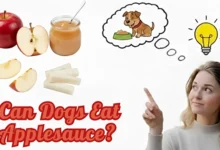 Can Dogs Eat Applesauce
