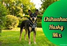 Chihuahua Husky Mix - Dog Breed Characteristics