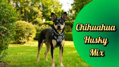 Chihuahua Husky Mix - Dog Breed Characteristics