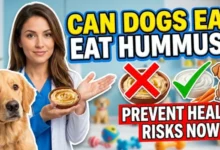 Can Dogs Eat Hummus