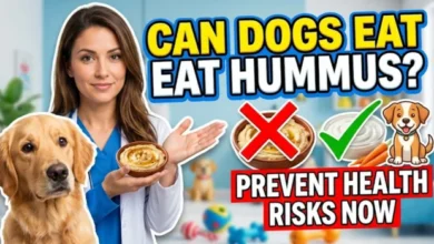 Can Dogs Eat Hummus