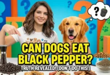Can Dogs Eat Black Pepper