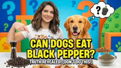 Can Dogs Eat Black Pepper